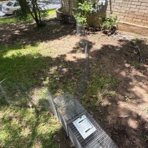 Austin | Steiner Ranch Raccoon Relocation in Austin