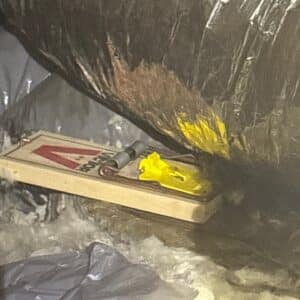 Austin | Cherrywood Raccoon Removal & Exclusion in Austin