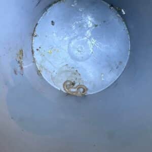 Round Rock | Forest Creek Rodent & Reptile Resolution in Round Rock