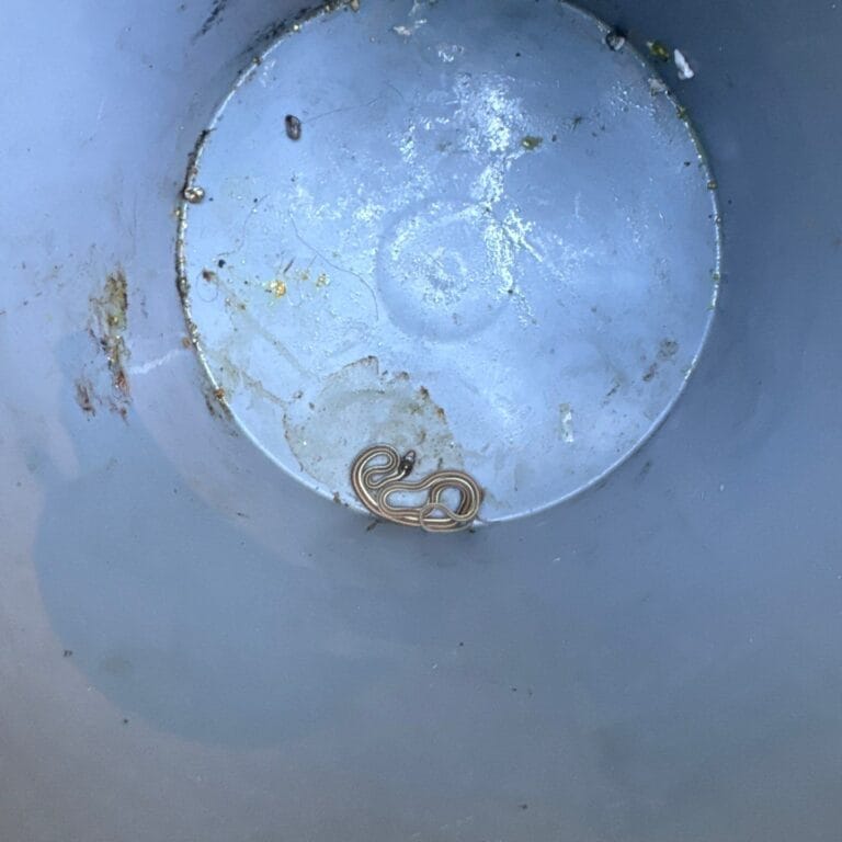 Forest Creek Rodent & Reptile Resolution