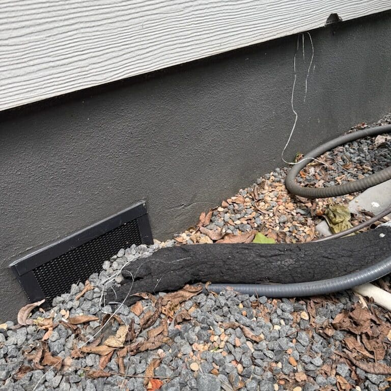 Govalle Rodent Wildlife Removal