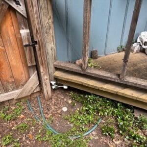 Austin | Hyde Park Foxes Wildlife Removal in Austin