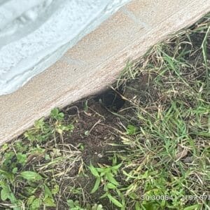 Austin | Windsor Park Armadillo Wildlife Removal in Austin