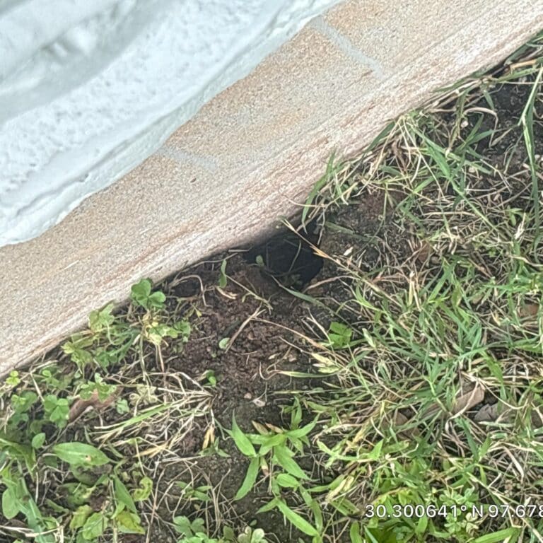 Windsor Park Armadillo Wildlife Removal