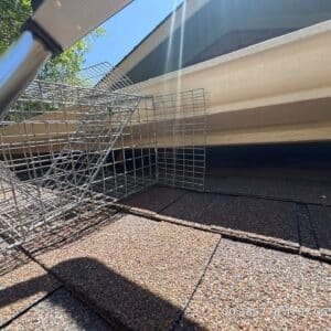 Austin | Quail Creek Raccoon Wildlife Removal in Austin