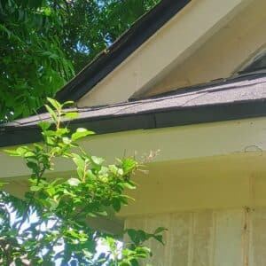 Pflugerville | Falcon Pointe Squirrel Wildlife Removal in Pflugerville