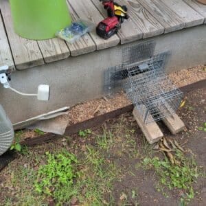 Austin | Zilker Raccoon Wildlife Removal in Austin