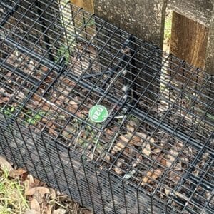 Austin | Circle C Ranch Armadillo Removal in Austin