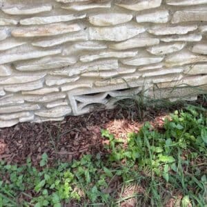 Austin | North Austin Raccoon Removal & Exclusion in Austin