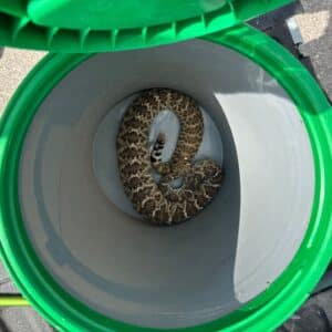 Hutto | Hutto Highlands Rattlesnake Removal in Hutto