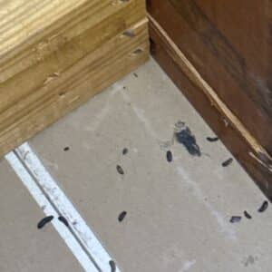 Austin | ShadowGlen Birds Wildlife Removal in Austin