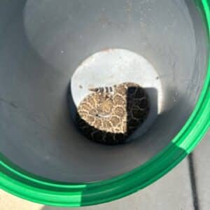 Pflugerville | Falcon Pointe Rattlesnake Wildlife Removal in Pflugerville