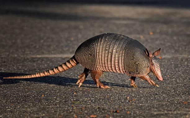 armadillo on the street