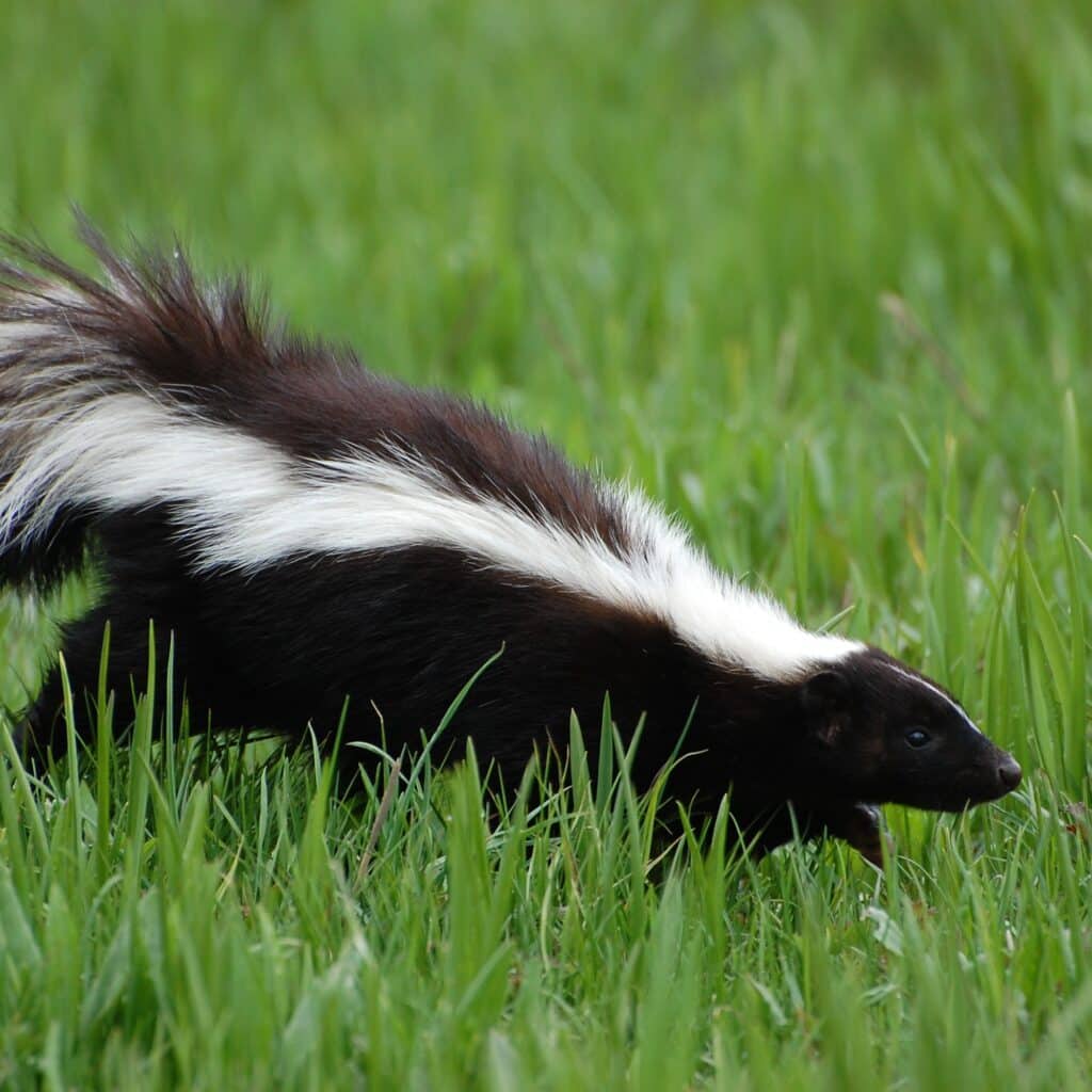 skunk in yard