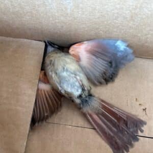Austin | Colony Park Bird Wildlife Removal in Austin
