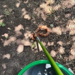 Austin | Spicewood Copperhead Snake Removal in Austin