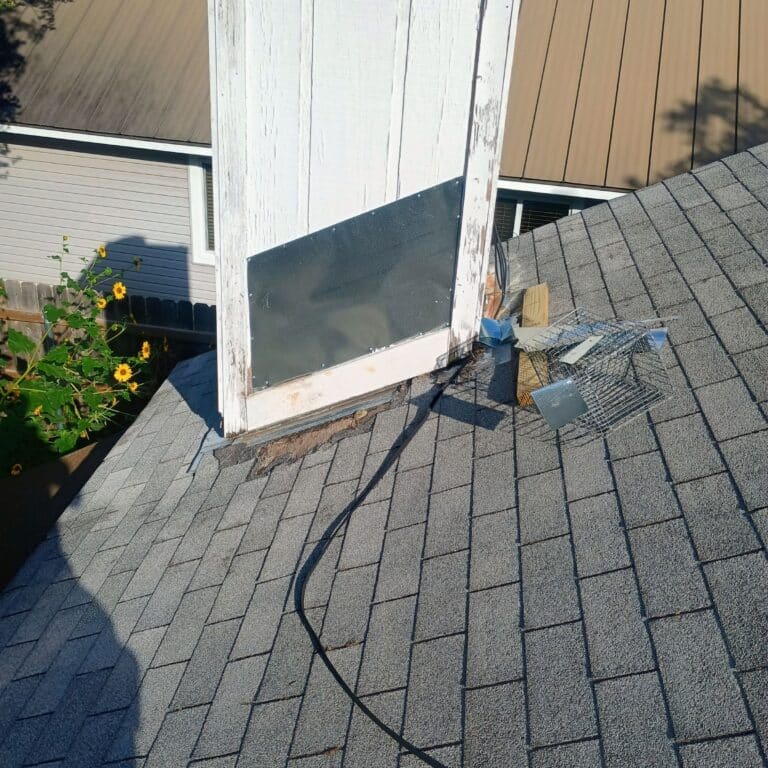 Shady Hollow Raccoon Wildlife Removal