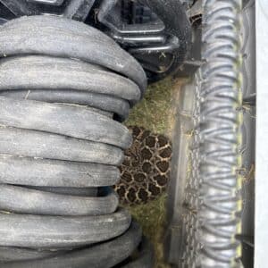 Round Rock | Forest Creek Rattlesnake Removal in Round Rock
