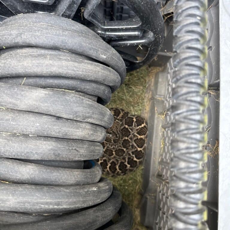 Forest Creek Rattlesnake Removal