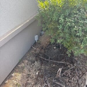 Round Rock | Forest Creek Skunk Wildlife Removal in Round Rock
