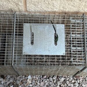 Austin | Tarrytown Raccoon Removal in Austin