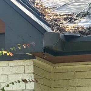 Austin | Anderson Mill Squirrel Wildlife Removal in Austin
