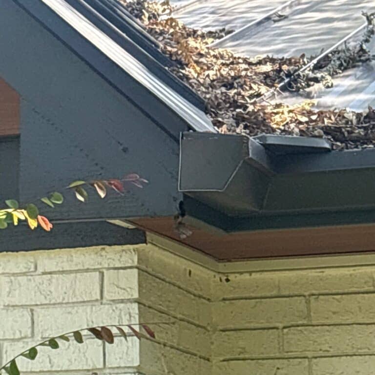 Austin | Anderson Mill Squirrel Wildlife Removal in Austin