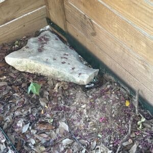 Austin | Milwood Multi-Species Wildlife Exclusion in Austin