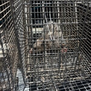 Austin | Tarrytown Opossum Wildlife Removal in Austin