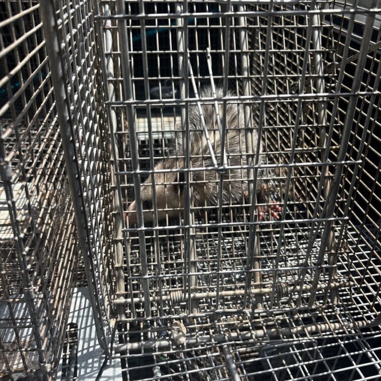 Austin | Tarrytown Opossum Wildlife Removal in Austin