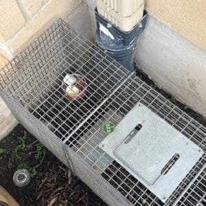 Austin | Mount Bonnell Shores Skunk Removal in Austin