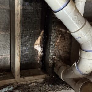 Cedar Park | Brushy Creek Raccoon Exclusion in Cedar Park