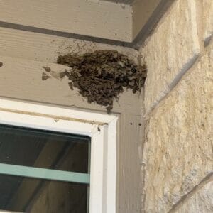 Pflugerville | Falcon Pointe Birds Wildlife Removal in Pflugerville