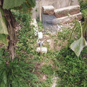 Before photo - Austin | University Hills Raccoon Wildlife Removal in Austin