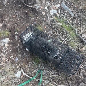 Before photo - Georgetown | Teravista Raccoon Removal in Georgetown