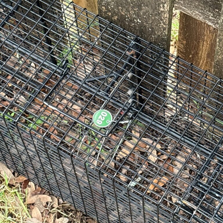 Circle C Ranch Armadillo Removal