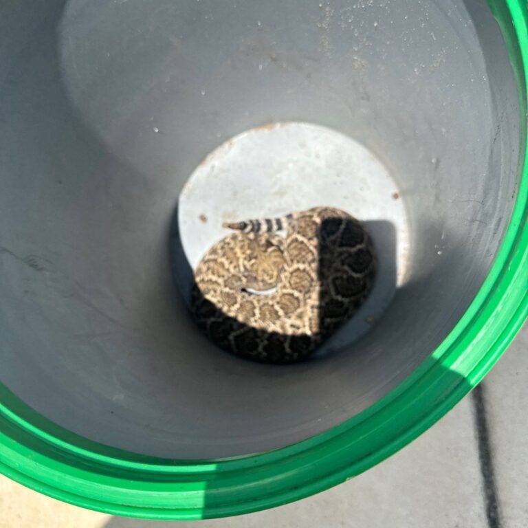 Falcon Pointe Rattlesnake Wildlife Removal