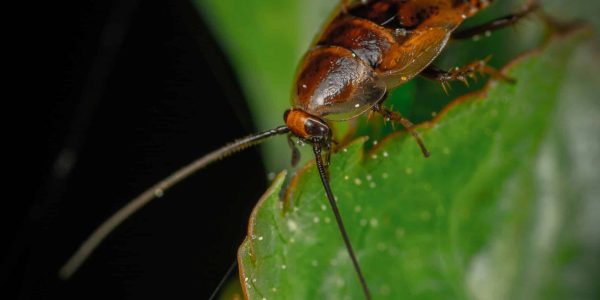 cockroach control starts at the perimeter